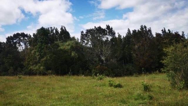 chiloe