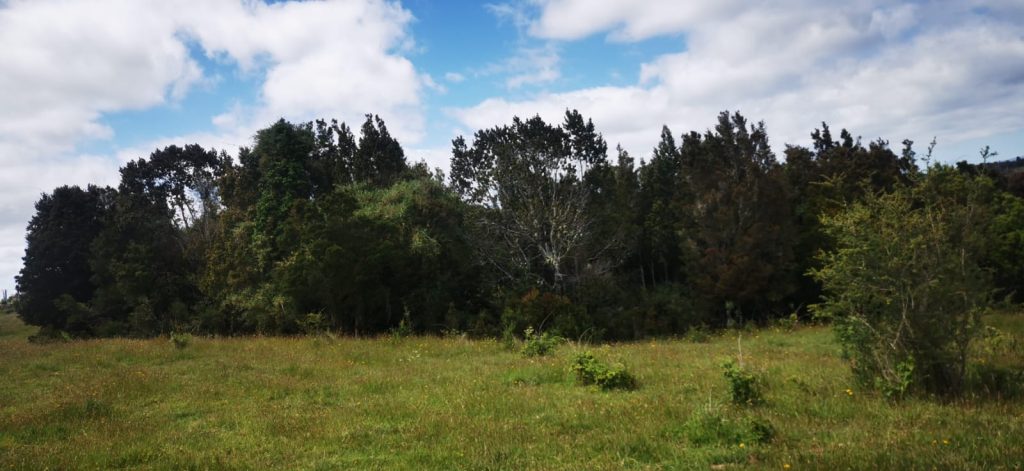 chiloe
