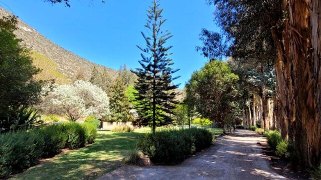 panque-3