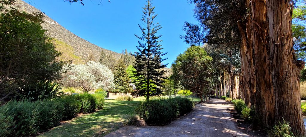 panque-3